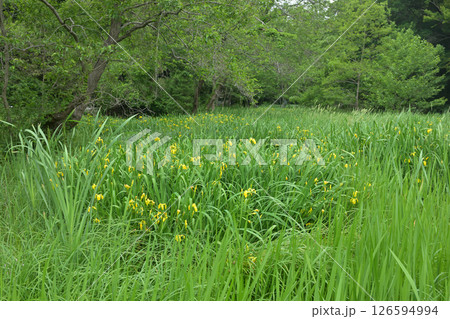 大町自然観察園（長田谷津）　5月の風景 126594994