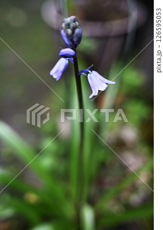 青く綺麗なシラーカンパニュラータの花 126595053