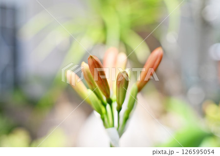 君子蘭の綺麗な蕾 126595054