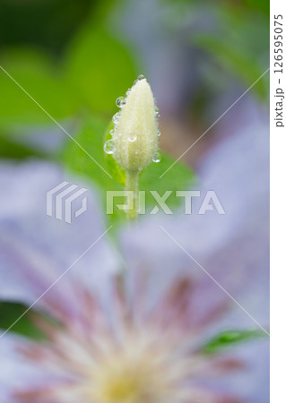 雫をまとうクレマチスのつぼみ 126595075