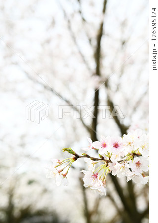 美しい桜の背景 126595124