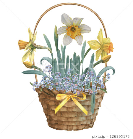 Basket with delicate forget-me-nots, sunny daffodils and satin ribbon bow. Hand drawn watercolor illustration of wooden container for rustic design on isolated background. Element for Easter decor. 126595173