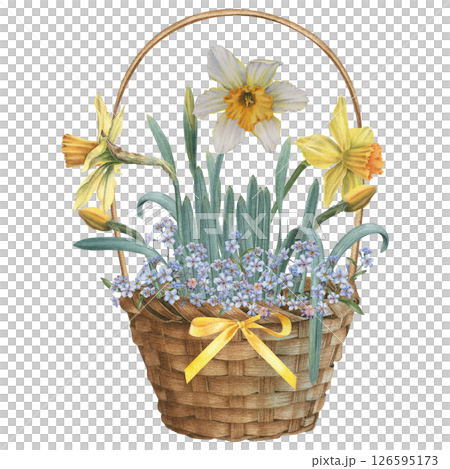 Basket with delicate forget-me-nots, sunny daffodils and satin ribbon bow. Hand drawn watercolor illustration of wooden container for rustic design on isolated background. Element for Easter decor. 126595173