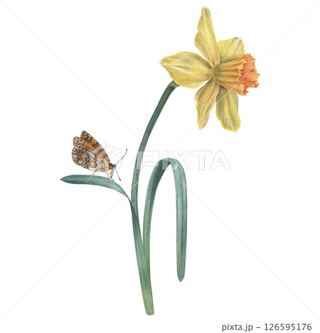 Daffodil flower in yellow color with green leaves and butterfly. Hand drawn watercolor floral Illustration on isolated background. Botanical drawing for wedding, anniversary or birthday invitations. Daffodil flower in yellow color with green leaves and butterfly. Hand drawn watercolor floral Illustration on isolated background. Botanical drawing for wedding, anniversary or birthday invitations. 126595176