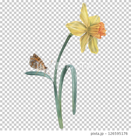 Daffodil flower in yellow color with green leaves and butterfly. Hand drawn watercolor floral Illustration on isolated background. Botanical drawing for wedding, anniversary or birthday invitations. Daffodil flower in yellow color with green leaves and butterfly. Hand drawn watercolor floral Illustration on isolated background. Botanical drawing for wedding, anniversary or birthday invitations. 126595176