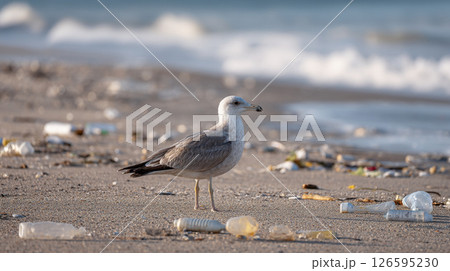 プラスチックごみに囲まれた海辺のカモメと深刻な環境問題 126595230