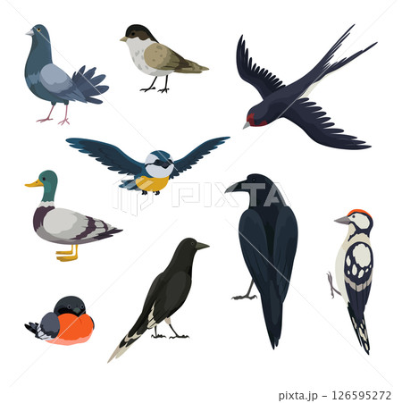 City bird, icons set. European colorful birds, winged animal characters. Birds in different poses isolated on white background. Vector illustration isolated on white background City bird, icons set. European colorful birds, winged animal characters. Birds in different poses isolated on white background. Vector illustration isolated on white background 126595272