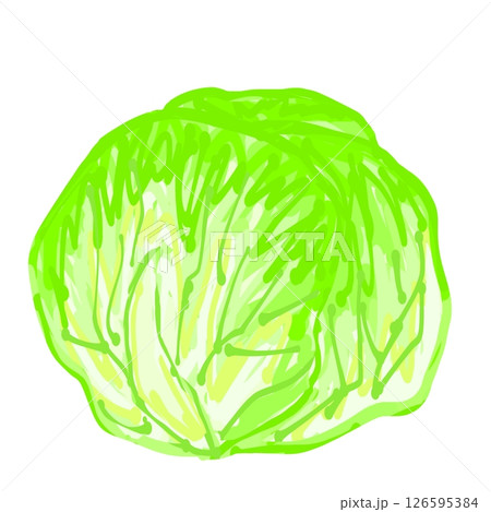 新鮮でおいしいキャベツ 126595384