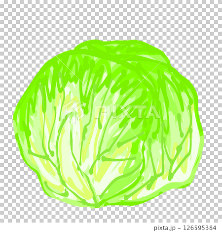 新鮮でおいしいキャベツ 126595384