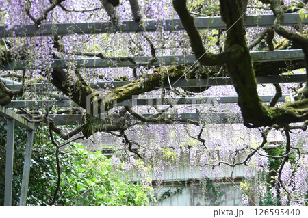 藤の花のある風景 藤の花のある風景 126595440