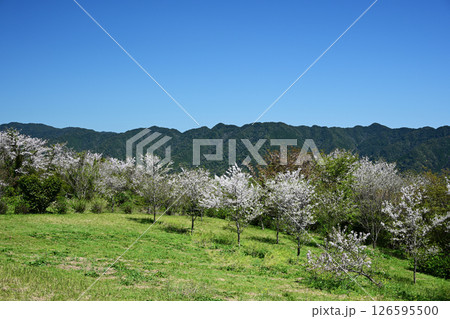 春を迎えた花立公園の自然風景 126595500