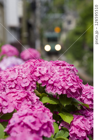 江ノ電の花道 126595510
