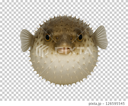 Frontal close-up of a pufferfish 126595545