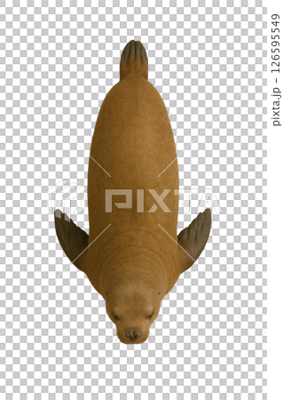 位於北海獅正上方 位於北海獅正上方 126595549