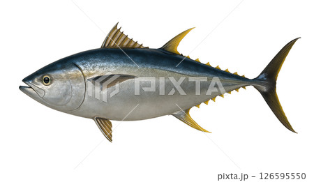マグロの横向き全身 126595550