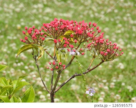 アポロチョコを連想させる「カルミア(アメリカシャクナゲ)」の赤いツボミ アポロチョコを連想させる「カルミア(アメリカシャクナゲ)」の赤いツボミ 126595575