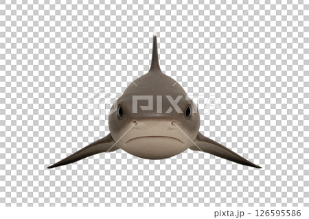 白鰭礁鯊前線 126595586