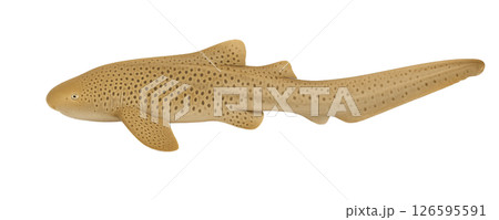 トラフザメの横向き全身 126595591