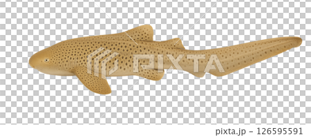 トラフザメの横向き全身 126595591