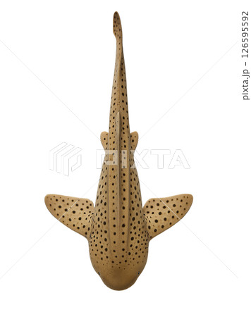 トラフザメ真上アングル(尾曲がり) トラフザメ真上アングル(尾曲がり) 126595592