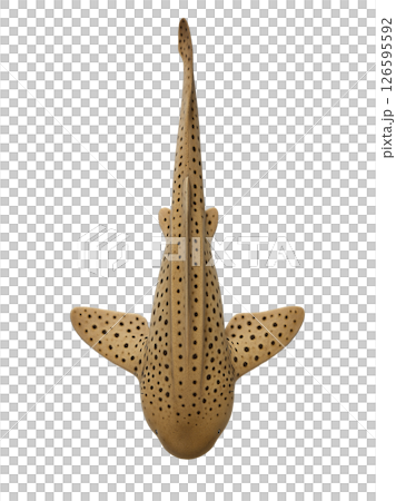 トラフザメ真上アングル(尾曲がり) トラフザメ真上アングル(尾曲がり) 126595592