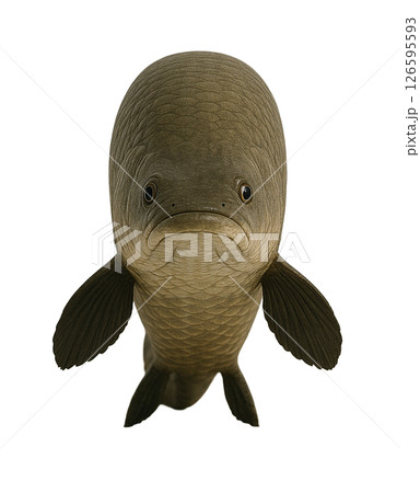 アラパイマの正面ポートレート 126595593