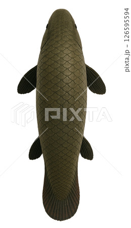 アラパイマの真上アングル 126595594