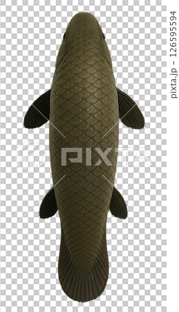 アラパイマの真上アングル 126595594