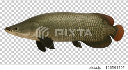 巨骨舌魚側身全身 126595595