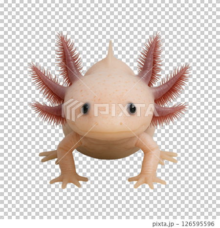 蠑螈的正面圖 蠑螈的正面圖 126595596