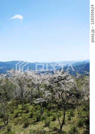 花立公園から見る美しい宮崎の景色 花立公園から見る美しい宮崎の景色 126595624