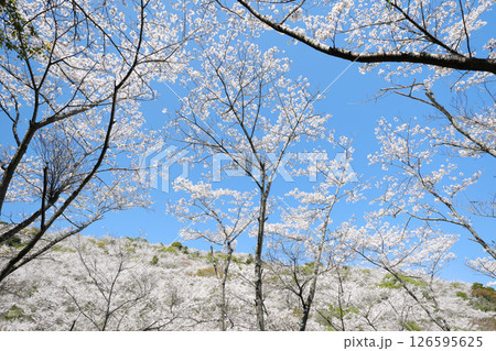 ソメイヨシノが咲く綺麗な花立公園 ソメイヨシノが咲く綺麗な花立公園 126595625