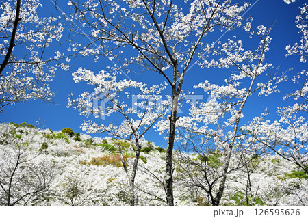 満開の桜が咲く花立公園の自然風景 126595626
