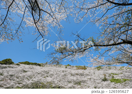 ピンク色に山が染まる花立公園の景色 126595627