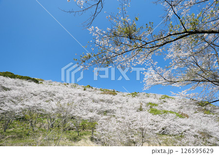 桜が開花する満開の花立公園 桜が開花する満開の花立公園 126595629