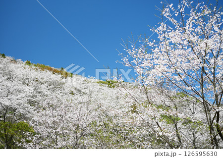 美しく満開の桜が咲く山の風景 126595630