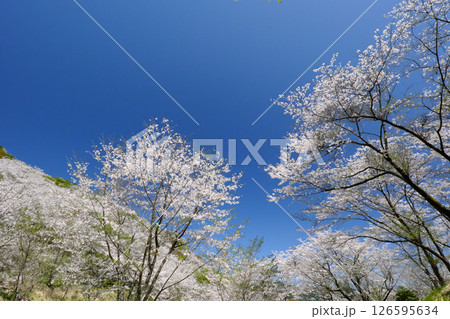 満開の桜と花立公園 126595634