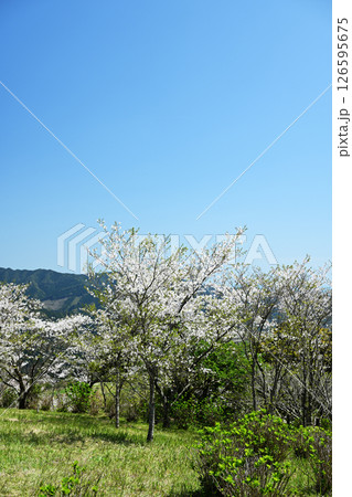 山のかわいい桜の木 126595675