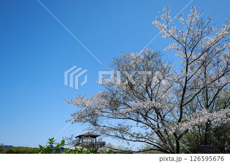 花立公園の桜が咲く風景 花立公園の桜が咲く風景 126595676
