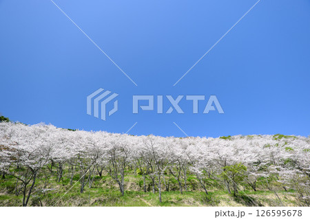 美しい春の花立公園 美しい春の花立公園 126595678