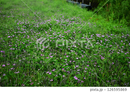 のどかな田んぼに咲く蓮華の花 のどかな田んぼに咲く蓮華の花 126595869