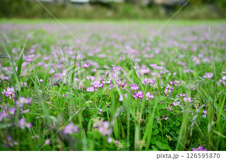 満開の蓮華の花畑 126595870
