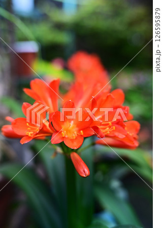 春の可愛い君子蘭 126595879