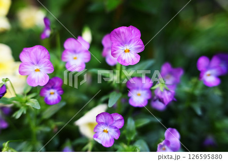 紫色のかわいいビオラの花 126595880