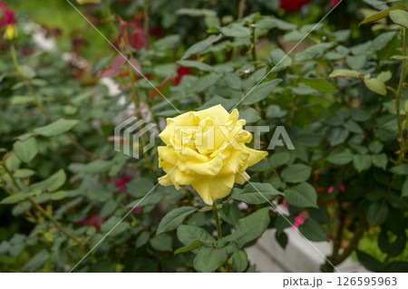 黄色いバラ 黄色 バラ 花 5月 イメージ 黄色いバラ 黄色 バラ 花 5月 イメージ 126595963