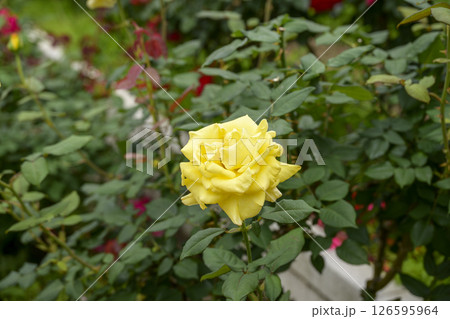 黄色いバラ 黄色 バラ 花 5月 イメージ 黄色いバラ 黄色 バラ 花 5月 イメージ 126595964
