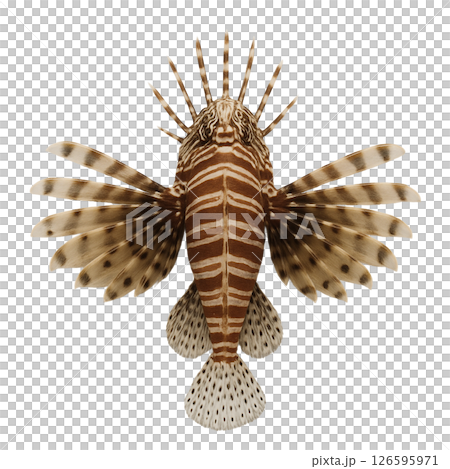 獅子魚標本照(上) 獅子魚標本照(上) 126595971