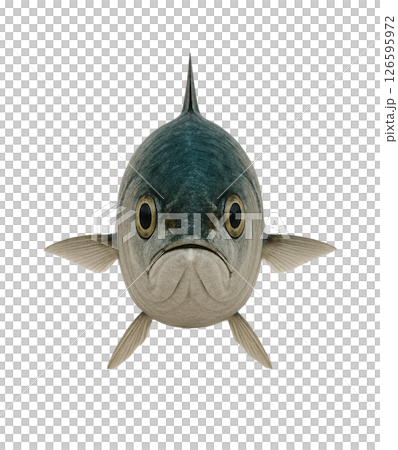 鯖魚標本照片(正面) 鯖魚標本照片(正面) 126595972