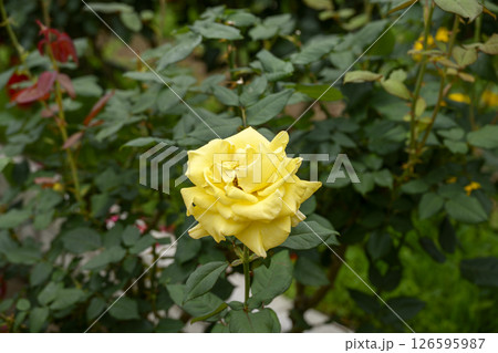 黄色いバラ 黄色 バラ 花 5月 イメージ 126595987
