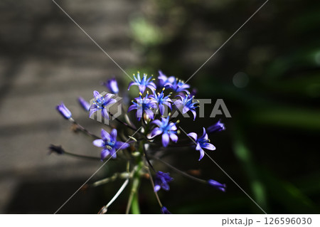 開花したシラー・ベルビアナ 開花したシラー・ベルビアナ 126596030